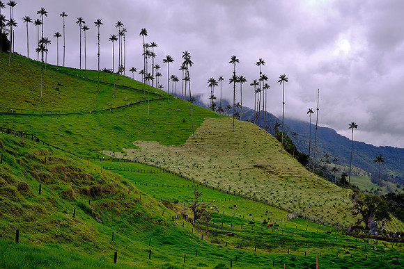The next day we visited the Cocora Valley and took a damp, 4-mile uphill hike in the national park.