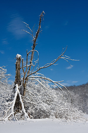 Galena Snow