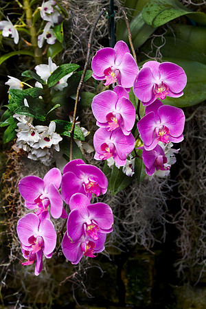 Daniel Stowe Botanical Gardens