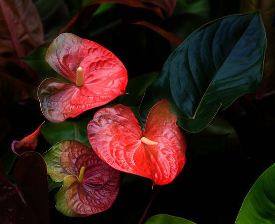 Daniel Stowe Botanical Gardens