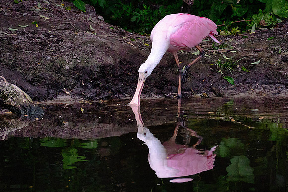 Roseate Spoonbill