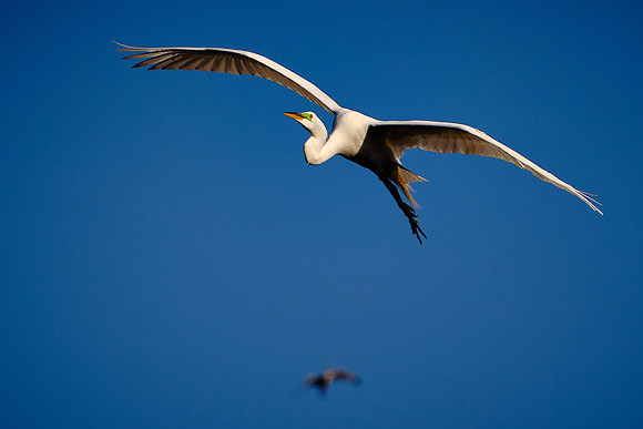 Great Egret