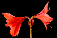 2025 May - Naramore Flowers