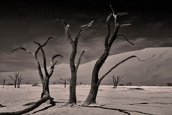 Skeleton trees and dunes of Namib-Naukluft National Park, Namibia