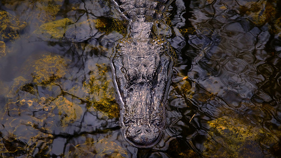 On the Loop Road in Big Cypress Swamp, Big Cypress National Preserve