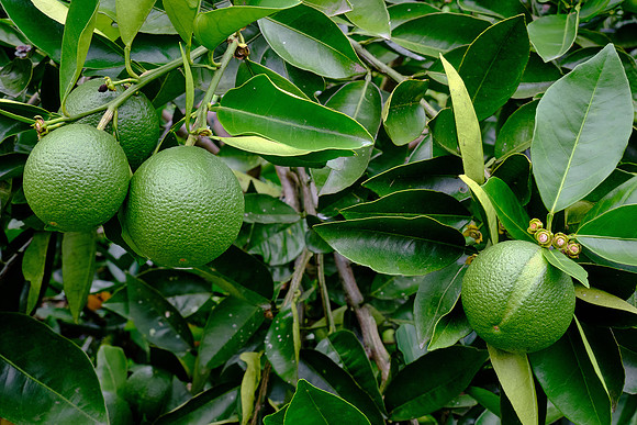 The coffee plantation was sprinkled with a few fruit trees --- e.g., these young oranges.