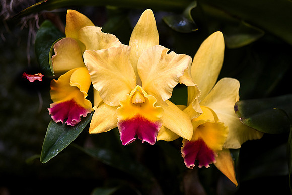 Daniel Stowe Botanical Gardens