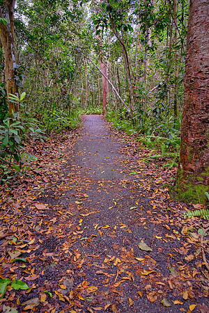 Mahogany Hammock, Everglades National Park