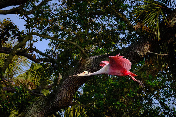 Roseate Spoonbill