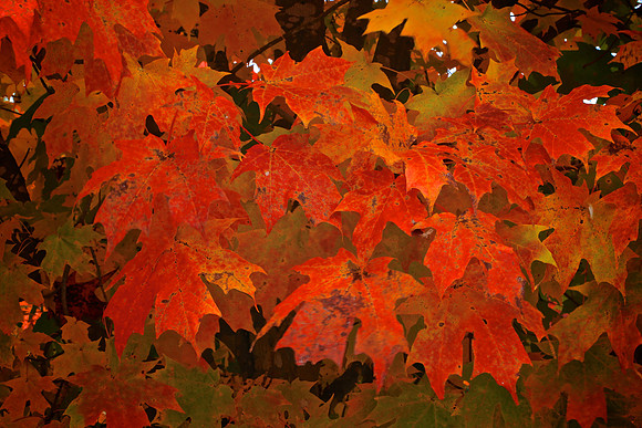 Lake Norman State Park - Fall Color