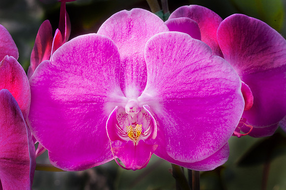 Daniel Stowe Botanical Gardens