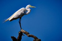 2025 Mar - Alligator Farm Birds, FL