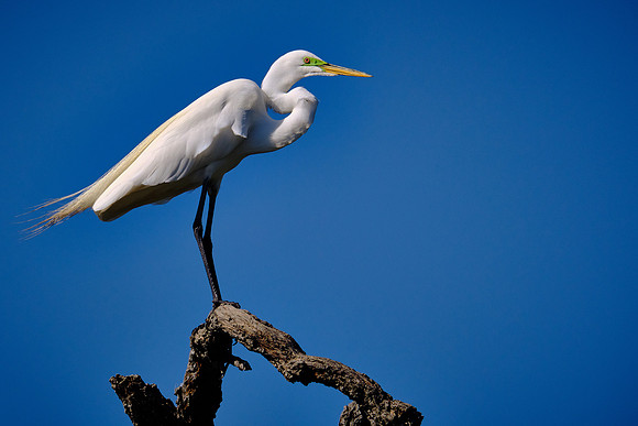 Great Egret
