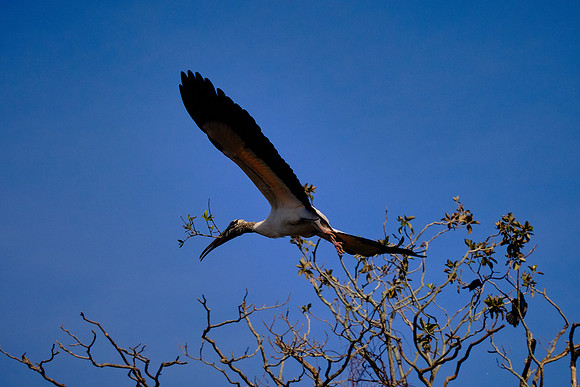 Wood Stork