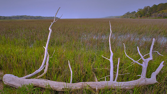 Botany Bay, Edisto Island, SC